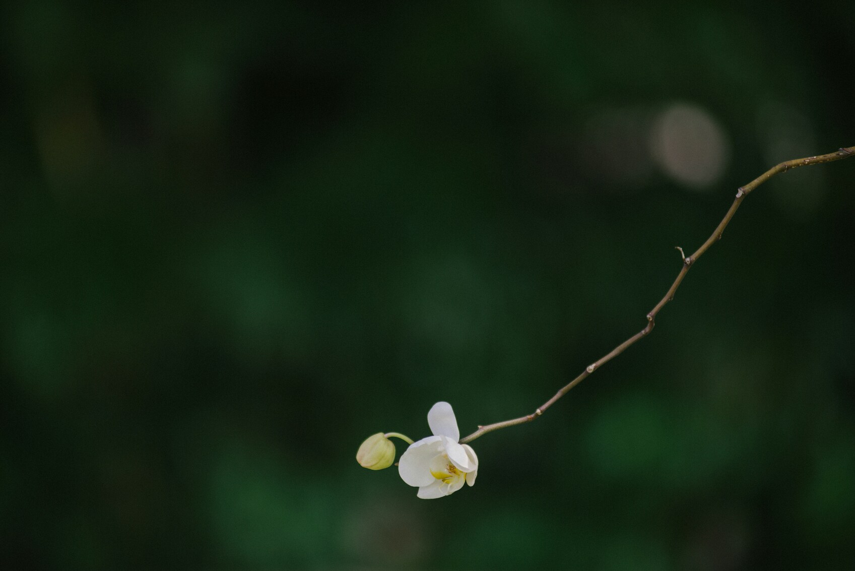 breathwork en ligne